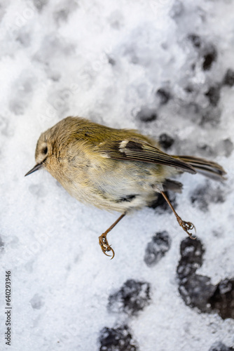 Small bird frozen dead in the snow