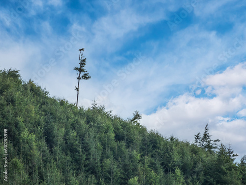 Fototapeta Naklejka Na Ścianę i Meble -  Sapling hillslide - Beskid Zywiecki Mountains, Poland