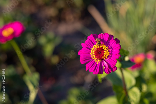 A bee pollinates a flower