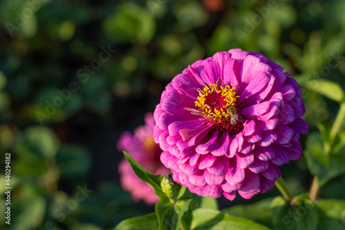 A bee has arrived at a red flower