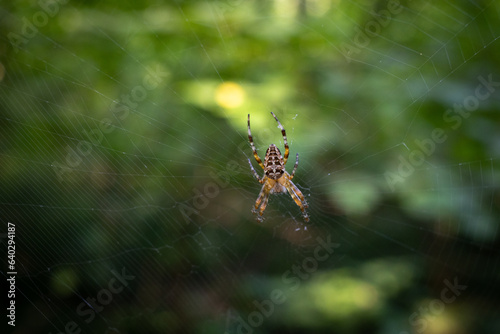 A spider on a web between trees