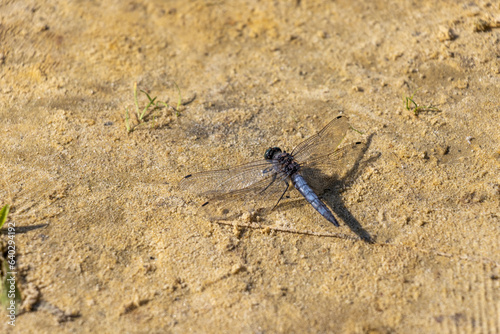 Dragonfly on the sandy shore
