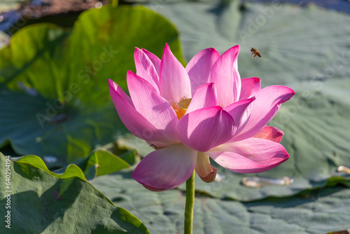 Lotus flower on the lake