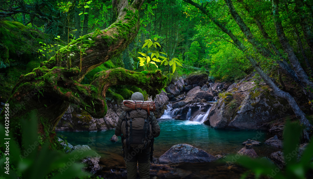 Backpacker in forest with small waterfall and old trees Backpacker in forest with small waterfall and old trees