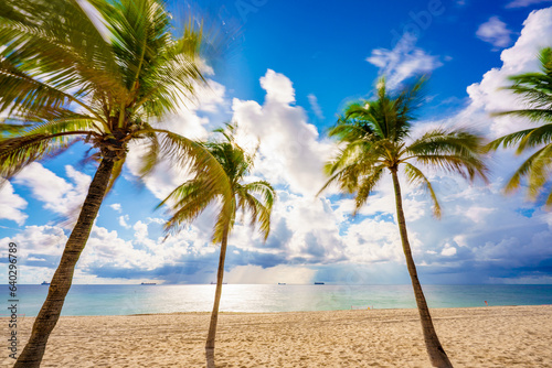 Stock image tropical summer palms on Fort Lauderdale Beach FL or could be Miami