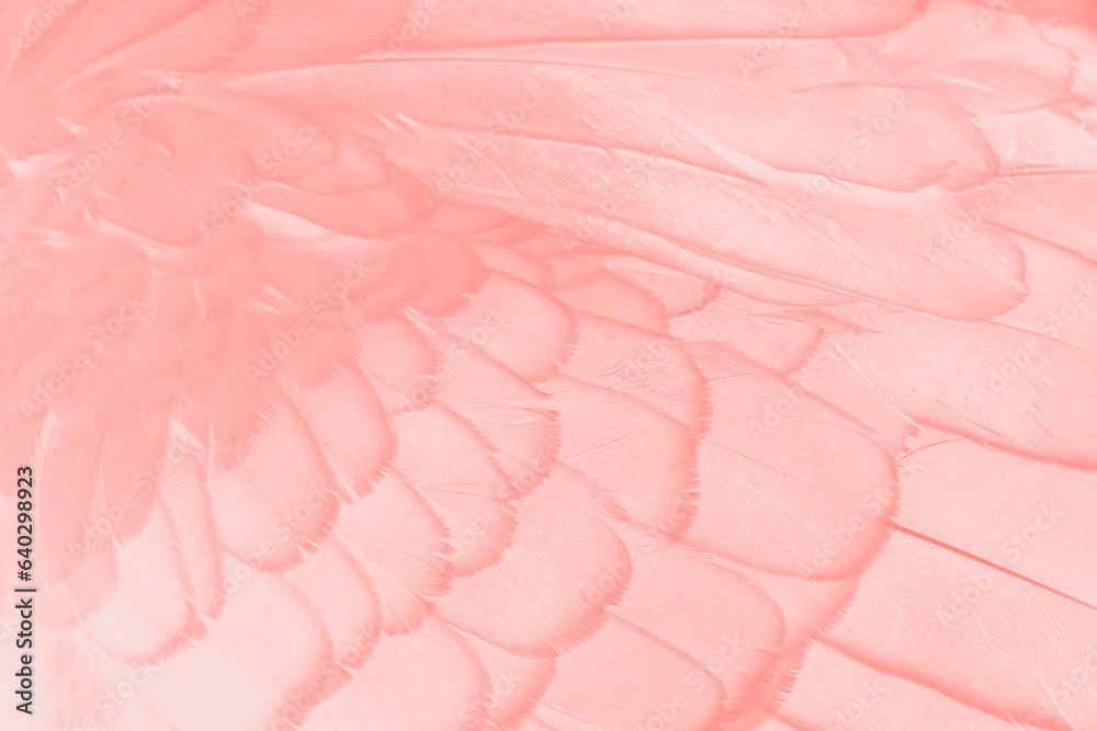a feathers texture closeup in the detail a feathers texture closeup in the detail