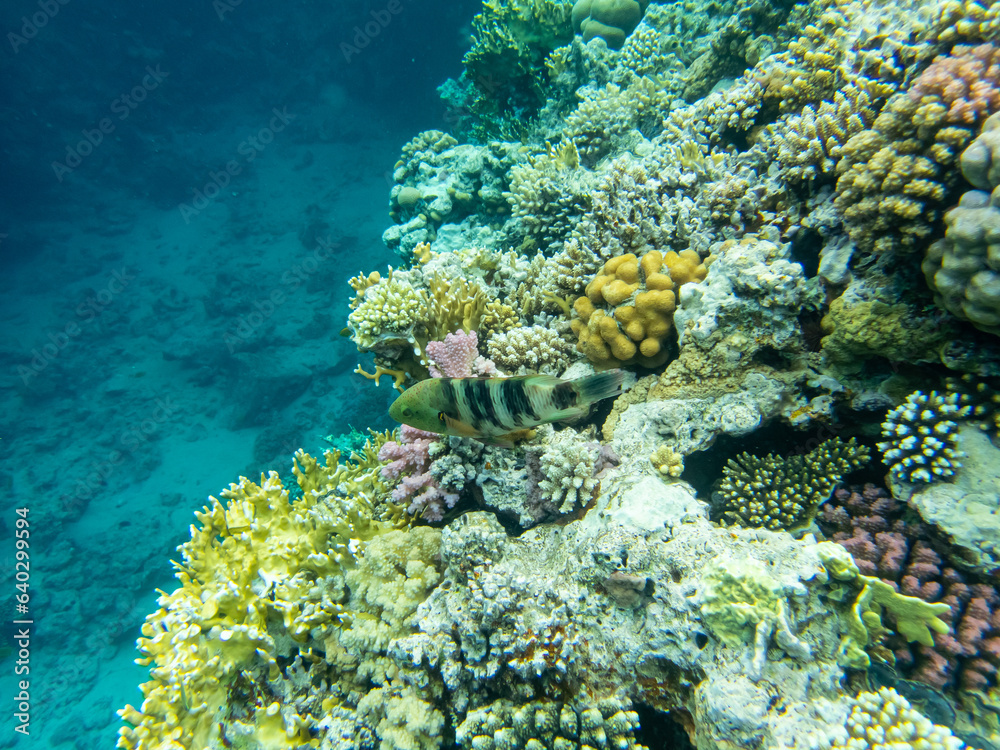 Interesting inhabitants of a coral reef in the Red Sea Interesting inhabitants of a coral reef in the Red Sea