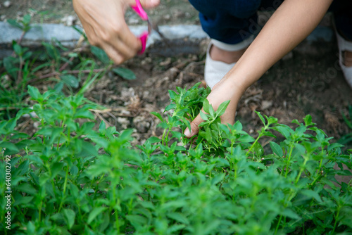 Close up of young woman s hands planting basil in the garden. Aromatic basil in the vegetable garden.Thai herb.