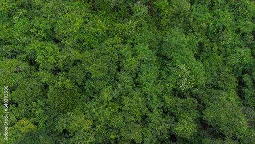 Fototapeta Naklejka Na Ścianę i Meble -  Aerial photo of tropical forest in Aceh Province, Indonesia.