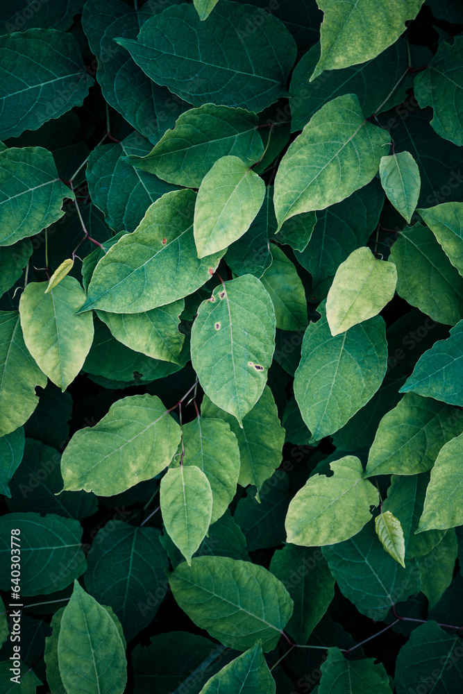 green japanese knotweed plant leaves in springtime, green background green japanese knotweed plant leaves in springtime, green background