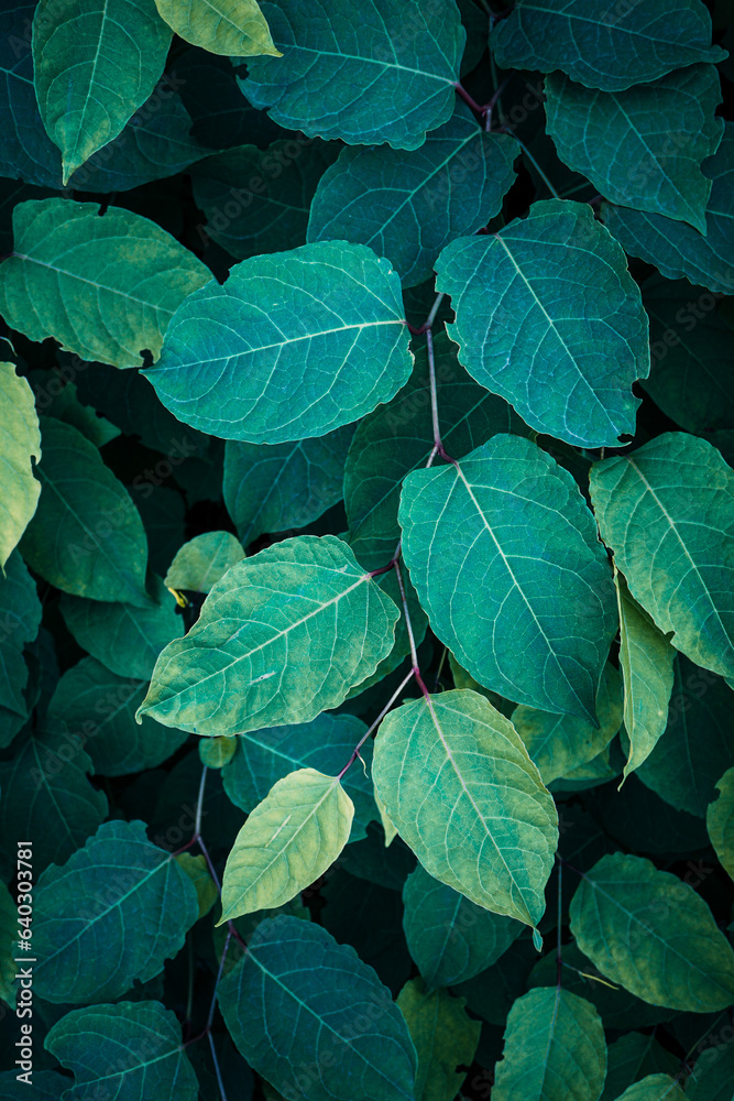 green japanese knotweed plant leaves in springtime, green background green japanese knotweed plant leaves in springtime, green background