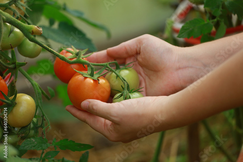 Woman  holding tomatos grown in the garden for cooking tomato sauce, canned tomatoes or pasta with basil and garlic at kitchen counter, square crop. Healthy cooking, slow food or comfort food