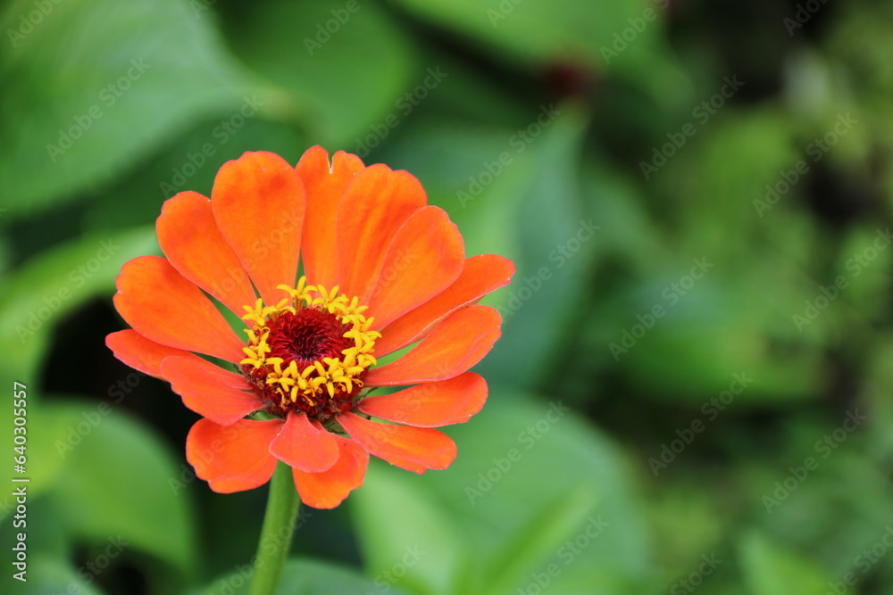 Eine Zinnie blüht orange im Garten Eine Zinnie blüht orange im Garten