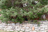 White-Tipped Arborvitae and Stone Wall Landscape Design