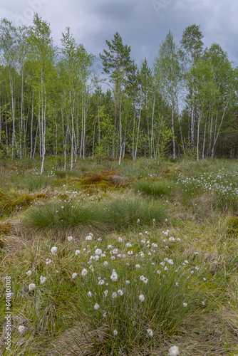 dry powder near Soumarsky most (Soumarske raseliniste), Nation park Sumava, Czech Republic photo