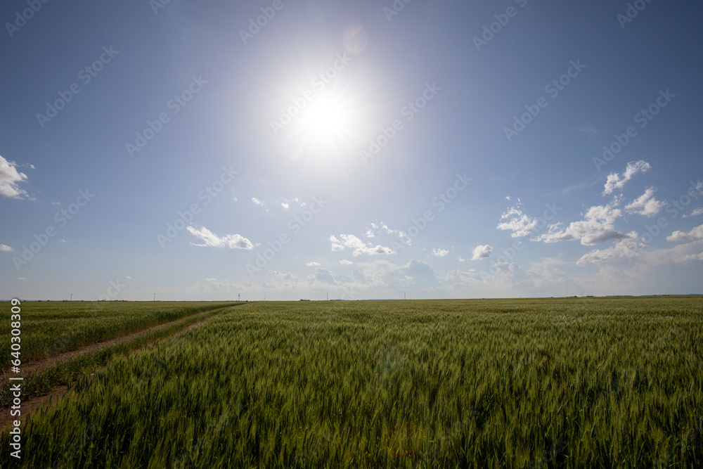 Obraz premium Cumulus Clouds in Texas