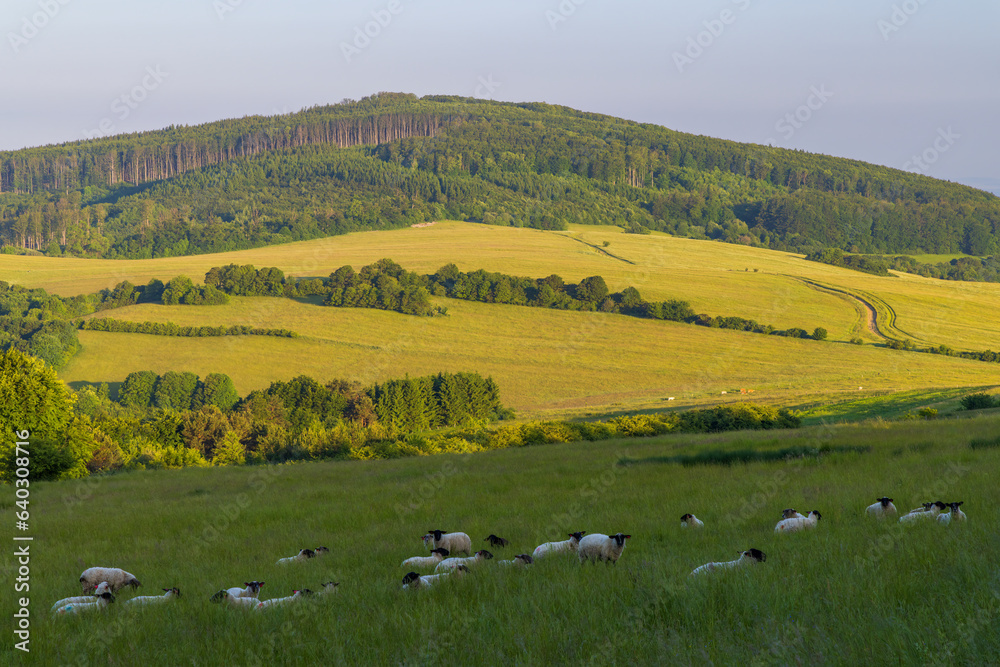 Spring landscape with white sheep in White Carpathians, Czech Republic