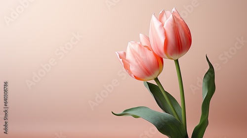 Image of a purity tulip on a light background.