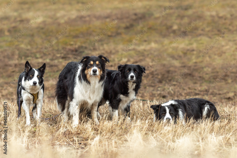 Fototapeta premium A beautiful pack of obedient dogs - Border Collies in several ages from the young dog to the senior