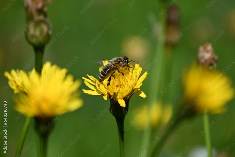 Bee on yellow flower Bee on yellow flower