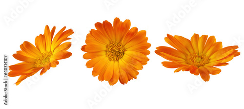 Fototapeta Naklejka Na Ścianę i Meble -  Calendula officinalis flowers cut out on transparent background. Yellow marigold flower blossom for design.