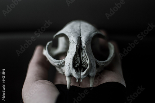  skull in the dark