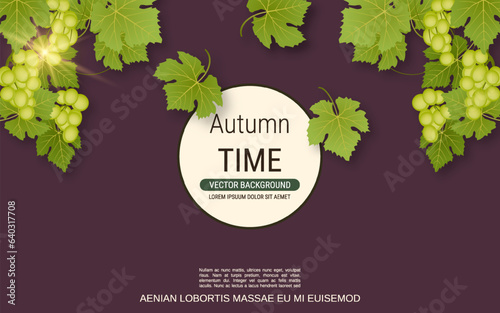 Grape branch with leaves and ripe berries vector illustration. Design for banner, flyer, booklet, promo poster, discount card