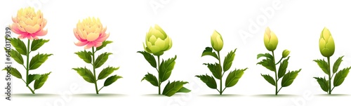 Peonies growth stages from bud to full blooming flower, generative ai botanical image