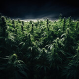 A field of cannabis plants. Discover the natural healing power of cannabis in medical treatments. Generated AI