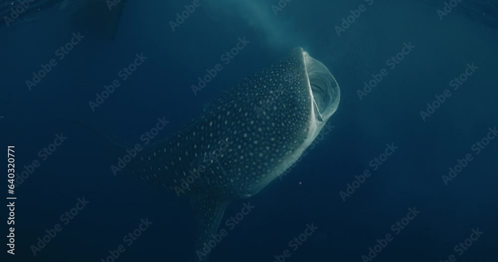 Giant Whale shark in ocean underwater. Whale shark eating plankton