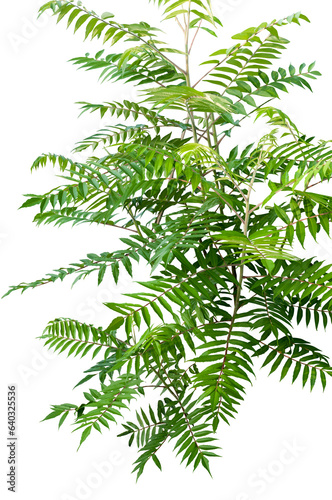 Vinegar sumac Transparent background