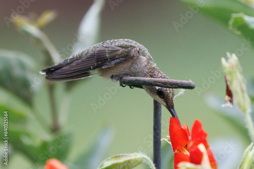 A perch with Benefits
