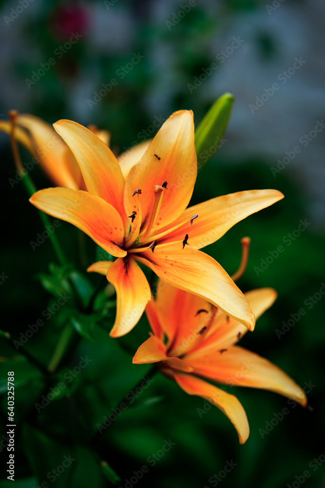 Fototapeta premium Close up picture of orange lily.