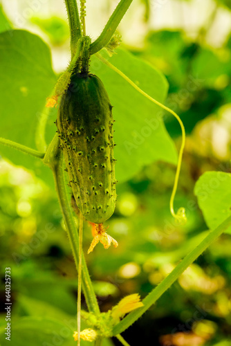 Green Cucomber growing in garden photo