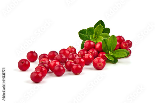 Wild cowberry  foxberry  lingonberry  with leaves  isolated on white background. High resolution image.