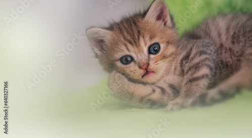 Soft focus lovely blue eyes Kitten Scottish Fold Cat breed straight, lop-eared fluffy animal whitespace green background defocus blur.