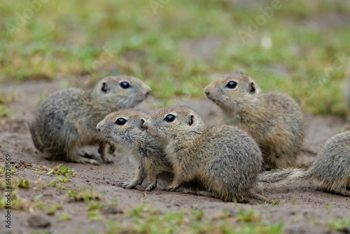 Ground squirrel colony (Syslovisko Biele vody), National park Muranska Planina, Slovakia © Richard Semik