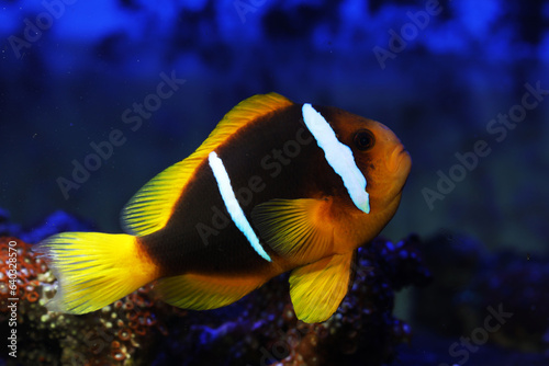 Orange fin anemonefish (Amphiprion chrysopterus) 