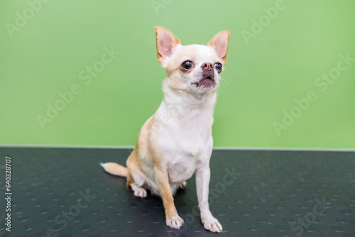 chihuahua sits on the dog table in the groomer salon.
