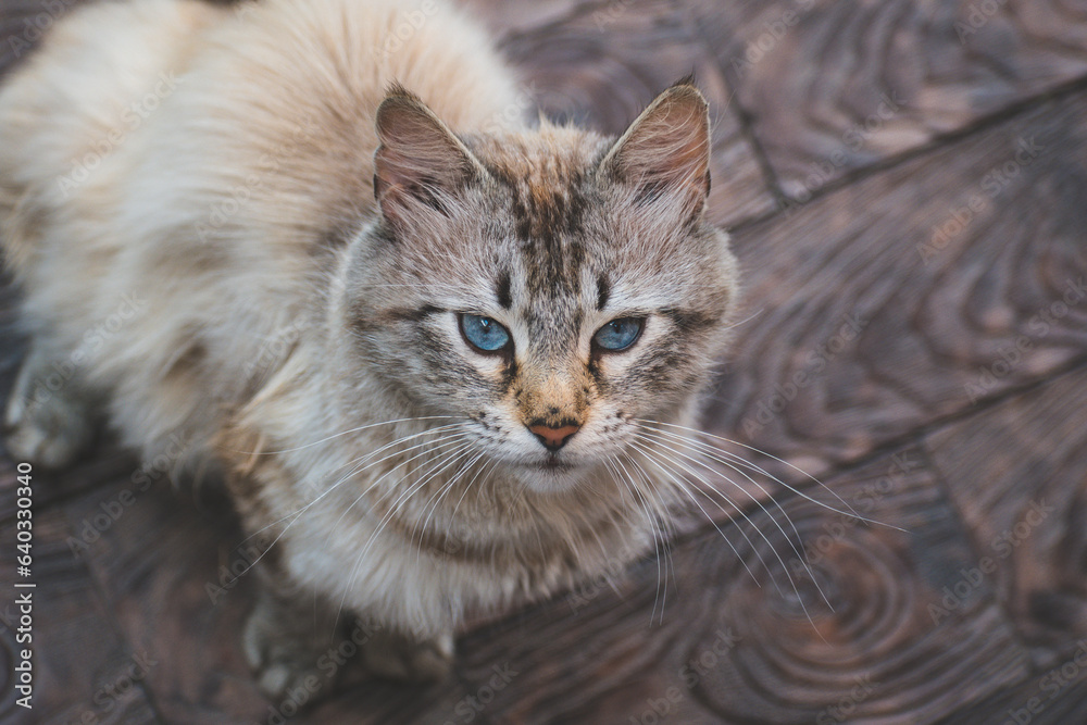 the cat sits on the floor and looks up the cat sits on the floor and looks up