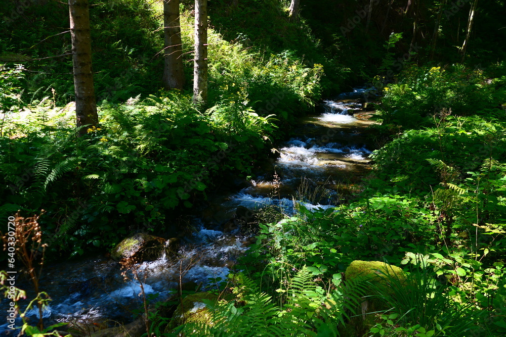 kleiner wilder Bach kleiner wilder Bach