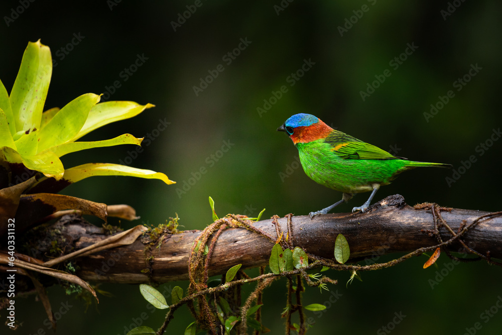 Colorful small bird. Red-necked Tanager (Tangara cyanocephala) 