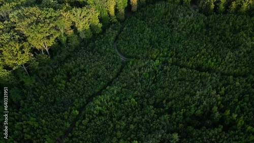 Above the Moldova forest, Codrii photo