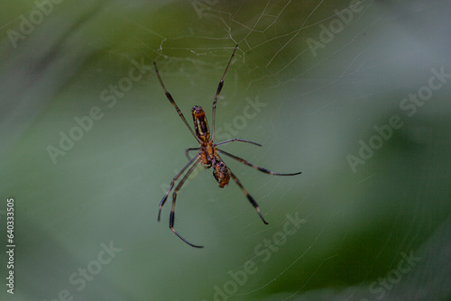 Golden orb spider in web. © BONNIE C. MARQUETTE