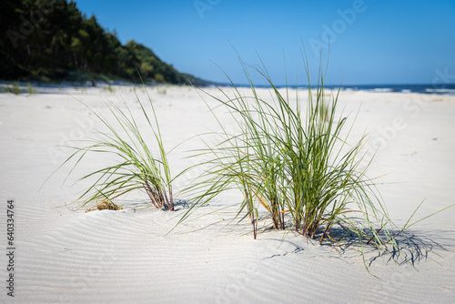 Fototapeta Naklejka Na Ścianę i Meble -  Krajobraz nad brzegiem morza, roślinność wdowa