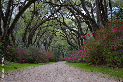 Flowering pink azalea lined drive or path. © BONNIE C. MARQUETTE