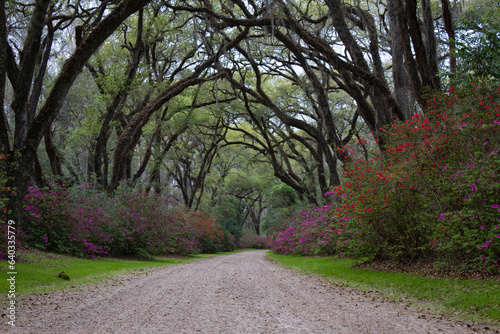 Flowering pink azalea lined drive or path.