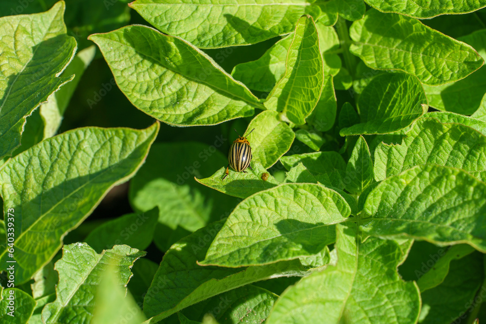 A Colorado potato beetle sits on a green potato leaf in close-up. Leptinotarsa decemlineata. The invasion of pests threatens the destruction of the potato plantation. Bankruptcy in the farming sector A Colorado potato beetle sits on a green potato leaf in close-up. Leptinotarsa decemlineata. The invasion of pests threatens the destruction of the potato plantation. Bankruptcy in the farming sector