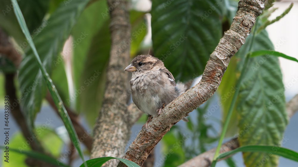 Tender little sparrow stands on a branch among the leaves. Colorful bird looks around for food. Naturalistic portrait, winged animals. Bird photography. Tender little sparrow stands on a branch among the leaves. Colorful bird looks around for food. Naturalistic portrait, winged animals. Bird photography.