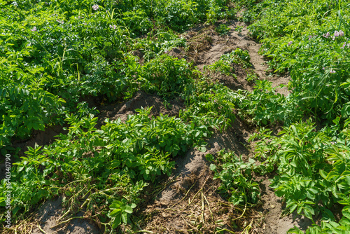 View of a farmer's potato field. White flowers and green leaves on young potato tubers. Young flowering potatoes in a cultivated farmer's field. Organic pesticide-free potatoes, ecologically area.